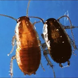 thumbnail for publication: Asian Cockroach, Blattella asahinai Mizukubo (Insecta: Blattodea: Blattellidae)